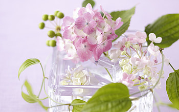 Plants, Flowers HD wallpaper