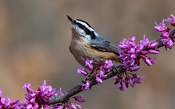 Nuthatch, animal, flowers, bird HD wallpaper