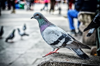 A detailed view of a pigeon perched on a stone ledge in a city environment. HD wallpaper