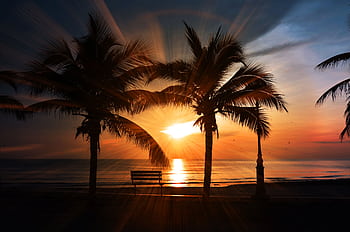 Captivating tropical beach sunset with silhouettes of palm trees and a bench facing the ocean. HD wallpaper