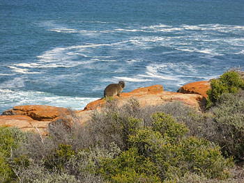 OVERLOOKING MOSSEL BAY, sea, oceans, hyrax, coastline, mountains, cape town, mammals HD wallpaper