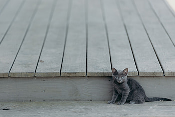 Animals, Cat, Kitty, Kitten, Kid, Tot, Is Sitting, Sits HD wallpaper