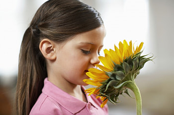 Sniffing SunFlower, paste pink, annie, childhood, soft color, girl, sunflower, bright, love, yellow, nature, flowers, always, lovely, child, forever, innocence HD wallpaper