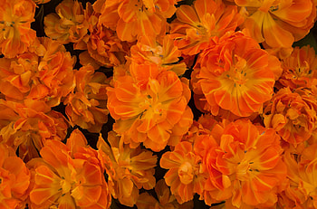 Flowers, Bright, Disbanded, Loose, Lot HD wallpaper
