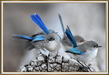 FRAMED BIRDS., BIRDS, NATURE, , FRAMED HD wallpaper