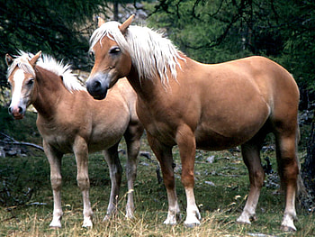 HORSES, horse, power, animals, beauty HD wallpaper