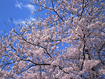 Plants, Flowers HD wallpaper