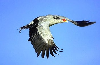 Flying Bird, cool, flying, bird HD wallpaper