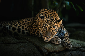 Leopard, leopard, animals HD wallpaper