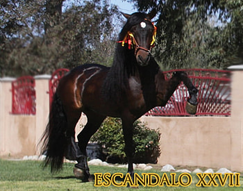 Dark Bay Andalusian, spanish, andalusian, bay, horses HD wallpaper