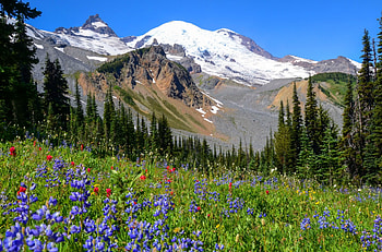 Spring mountain, snowy, slope, landscape, beautiful, grass, spring, rocks, mountain, wildflowers, freshness, trees, greenery, nature, flowers, sky HD wallpaper