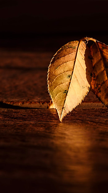Leaf Nature, Autumn leaf, Orange, Wood HD phone wallpaper