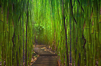 Bamboo Japanese garden, Serene nature, Forest path, Better HD wallpaper
