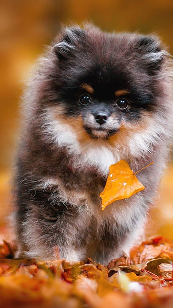 Pomeranian Dog, Adorable Black Dog HD phone wallpaper