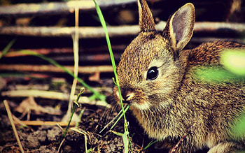 Animals, Grass, Fright, Rabbit, Hare HD wallpaper