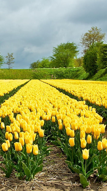 A Yellow, Tulips, Garden HD phone wallpaper