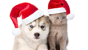 Christmas friends, dog, kitten, puppy, cat, hat, santa HD wallpaper