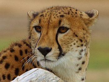 Cheetah, wildlife, cute, cat, adorable HD wallpaper