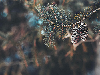 Cones, Macro, Branch, Needles HD wallpaper