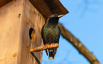 Blackbird, wooden, Latvia, nest box HD wallpaper