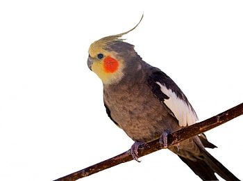 Cockatiel bird, White background, Vector clip art HD wallpaper
