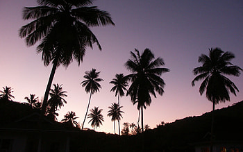Palm Tree, Tumblr-worthy palm trees, Stunning , Aesthetic beauty HD wallpaper