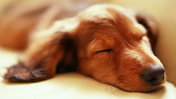 Dog, beautiful dog, charming pet, adorable HD wallpaper