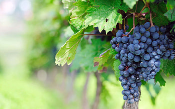 Grapes , Beautiful backgrounds, Digital art, Visual delight HD wallpaper