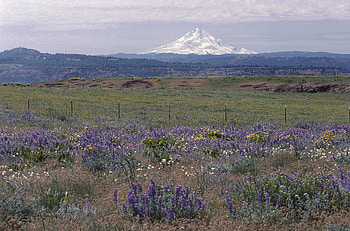 Nature, Flowers, Grass, Field, Dormant Volcano, Sleeping Volcano, Seismic Zone HD wallpaper