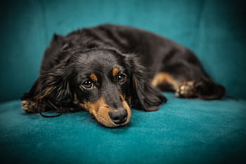 Cute black dachshund puppy lounging on a teal chair indoors, looking calm and relaxed. HD wallpaper