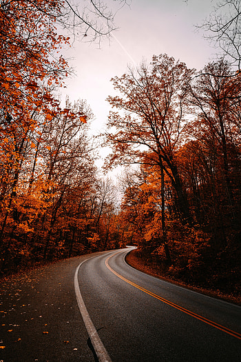 Nature, Trees, Autumn, Road, Turn, Fallen Leaves, Fallen Foliage HD phone wallpaper