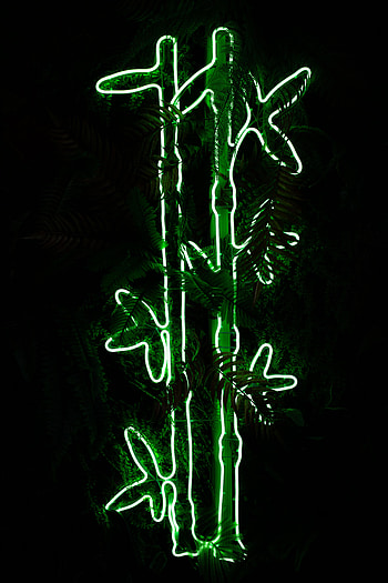 Plant, Dark, Shine, Light, Neon, Bamboo HD phone wallpaper