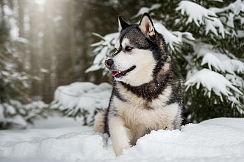 Alaskan Malamute , Husky , Dogs , Alaskan Malamute HD wallpaper