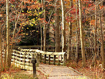 good day for a walk, trees, ohio, woods, fall HD wallpaper