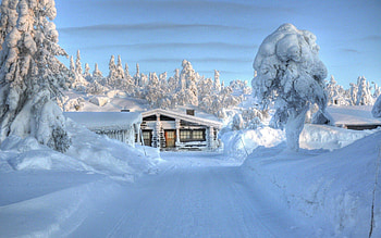 Winter magic, Snowy vistas, Frosty scenes, Tranquil nature HD wallpaper