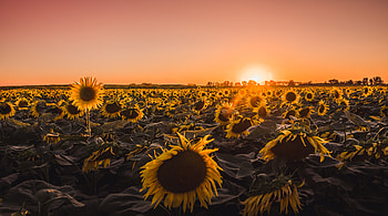 Sunflowers Farm Golden Hour , sunflowers, flowers, nature, field, farm HD wallpaper