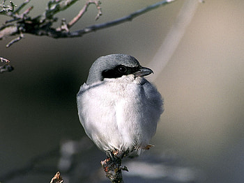 Cute Bird, cool, cute, bird HD wallpaper