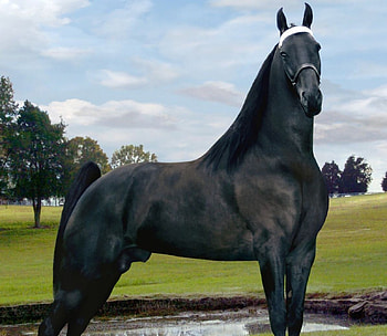 Tennessee Walking Horse, horses, animals, american horse, stallions, tennessee HD wallpaper