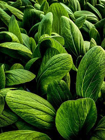 Leaves, Macro, Veins, Large, Big HD phone wallpaper