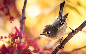 Bird, branch, animal, nature HD wallpaper