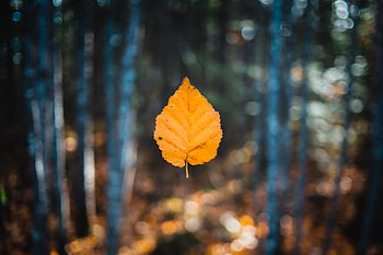 Falling Autumn Leaf , autumn, leaf, nature HD wallpaper