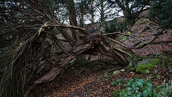 Twisted tree HD wallpaper