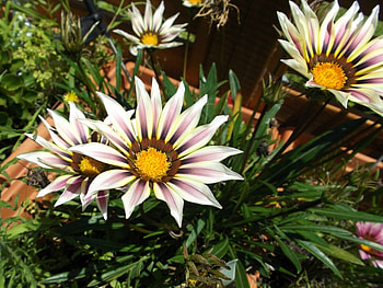 GAZANIA FLOWERS, PRETTY, FLOWERS, GAZANIA HD wallpaper