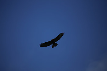 Sky, Bird, Minimalism, Predator, Flight, Hawk HD wallpaper