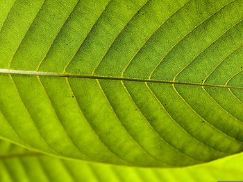 Macro, Sheet, Leaf, Fiber HD wallpaper