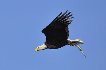 Bald Eagle With Fish, Eagle, Bald Eagle, eaglewithlunch, eagle with fish HD wallpaper