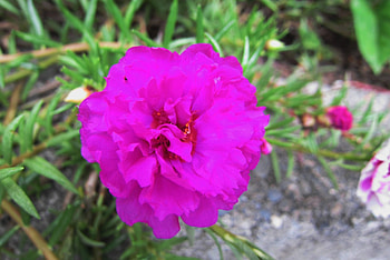 Beautiful flower, beautiful, pretty, brightly color, flower HD wallpaper