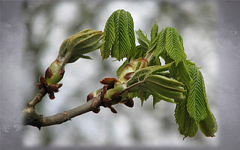 First Chestnut Leaves, leaves, chestnut, spring, macro HD wallpaper