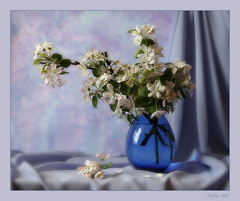 blue & white, art , still life, blue vase, white flowers, nice HD wallpaper