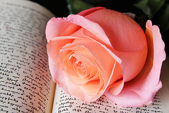 Close up, rose pink, adorable flower HD wallpaper